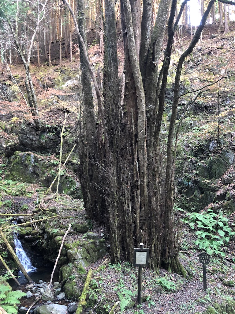 千本桂の巨樹