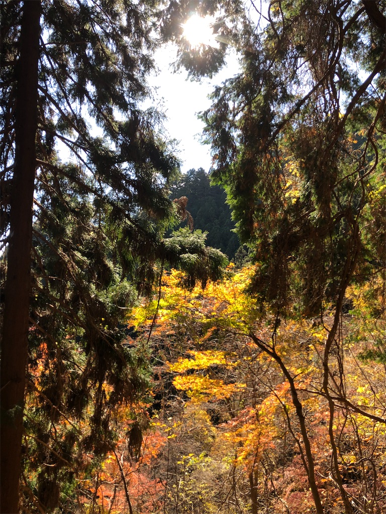 輝く紅葉