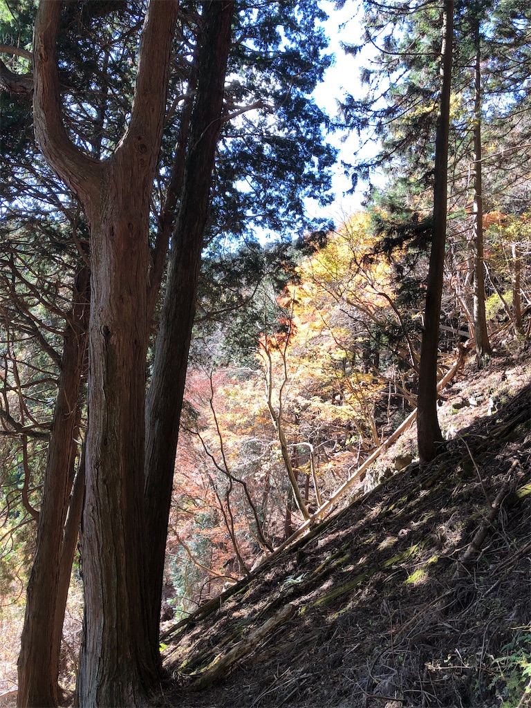 キレイな紅葉が。