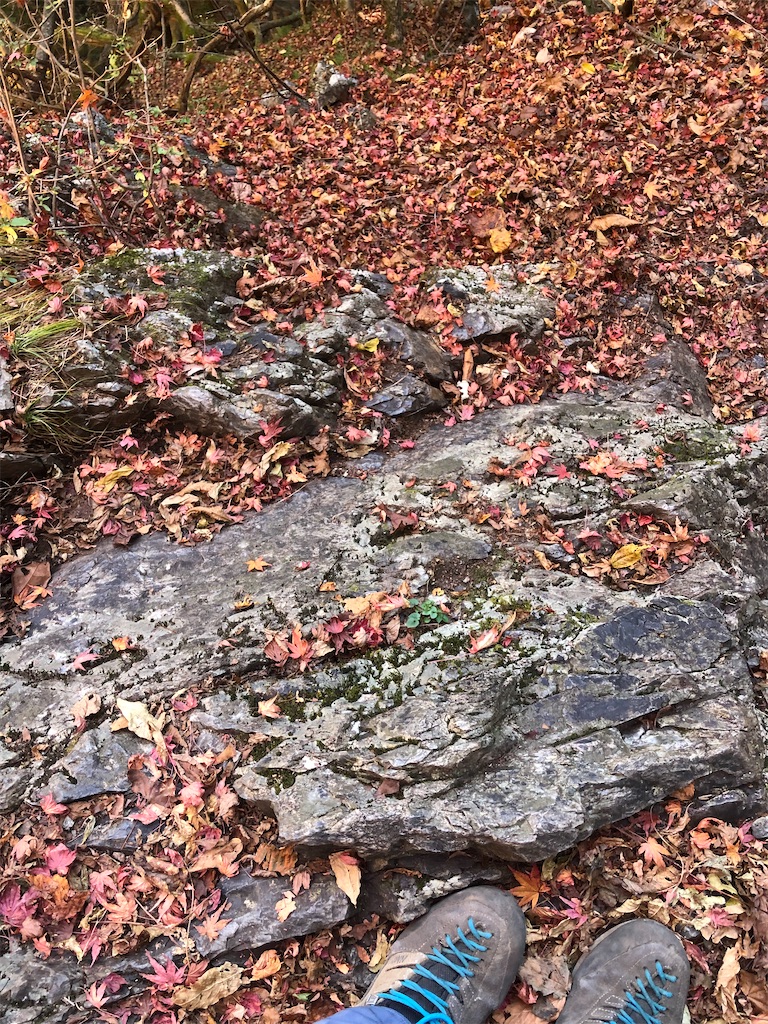 紅葉の絨毯