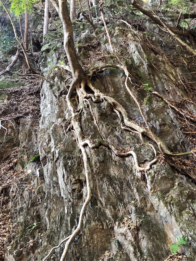 せせらぎが出て来たらもう少し。