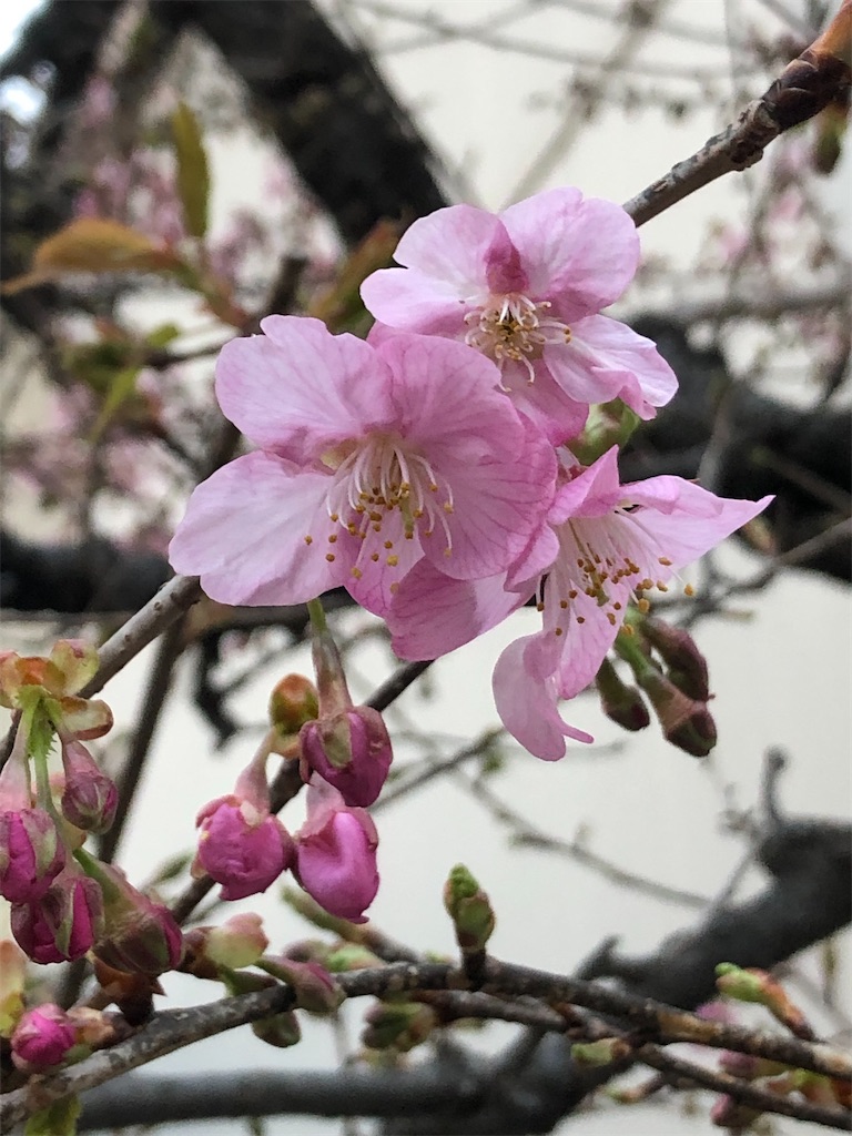 今日見た初桜。