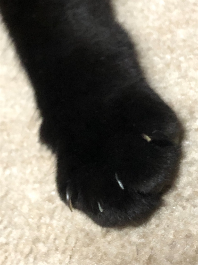 可愛いおてて・・・。