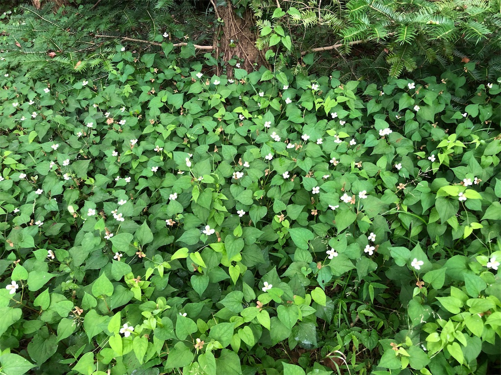 ドクダミの花盛り。