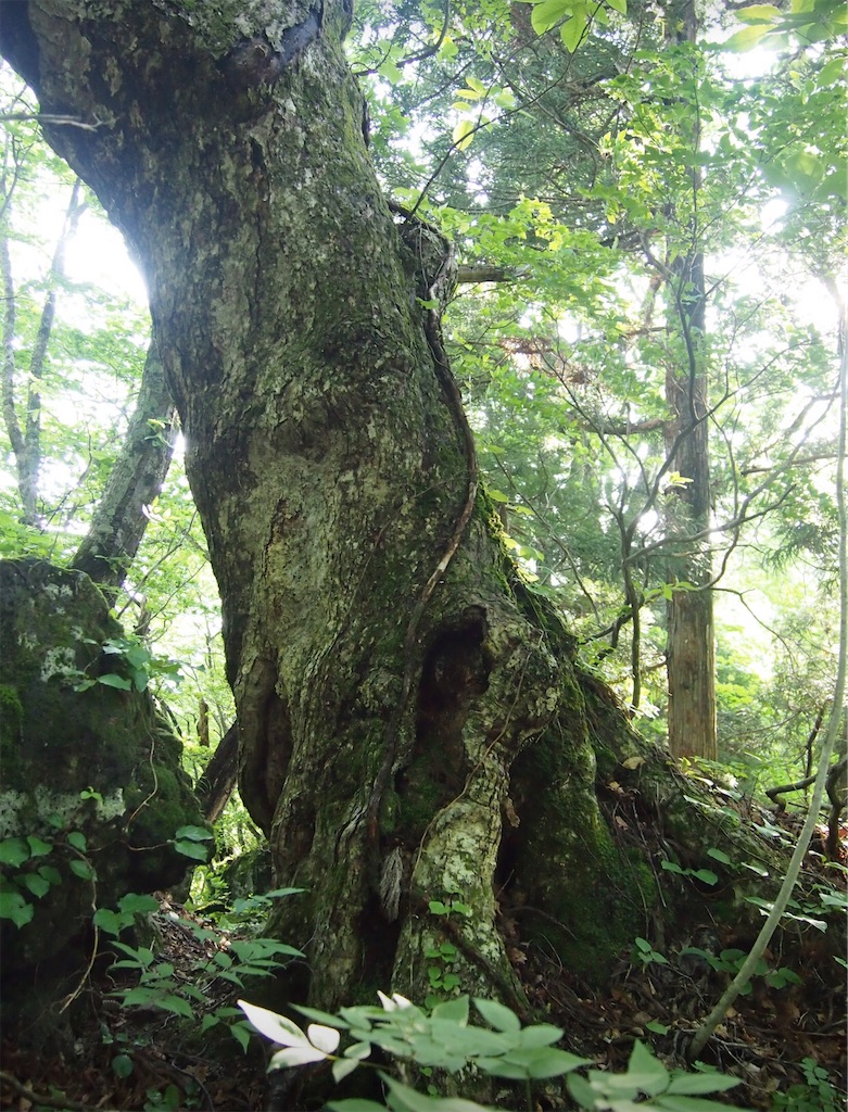 ブナやダケカンバの巨樹に覆われた森。