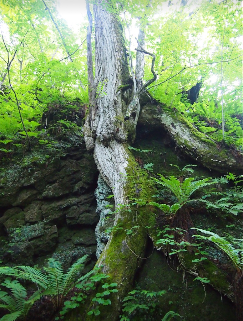 目を惹かれる光景があちこちに。