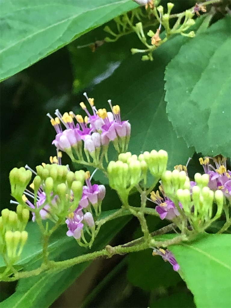 ムラサキシキブの花。