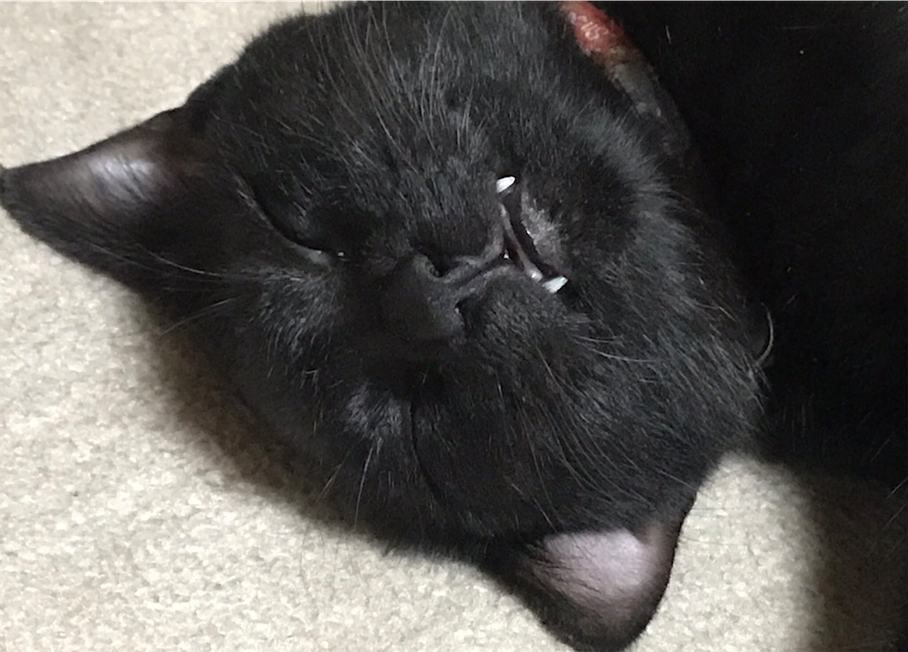 賢い黒猫 おきらくごくらく 賢い黒猫 おきらくごくらく