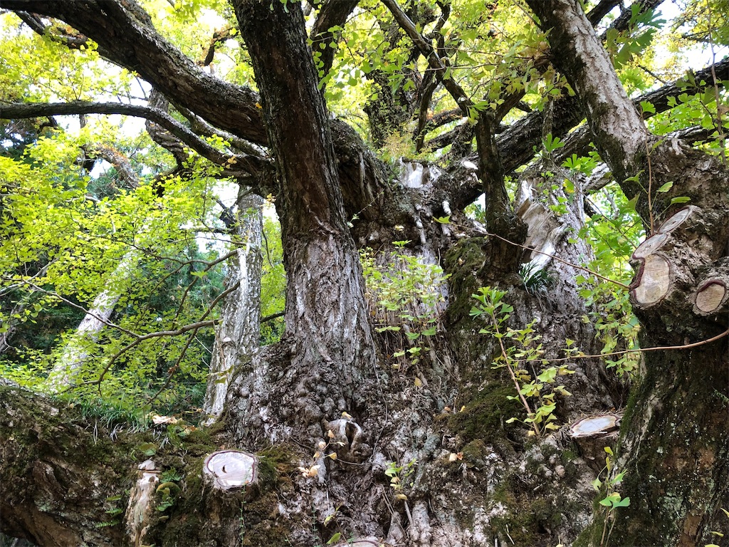 十九庵の大銀杏