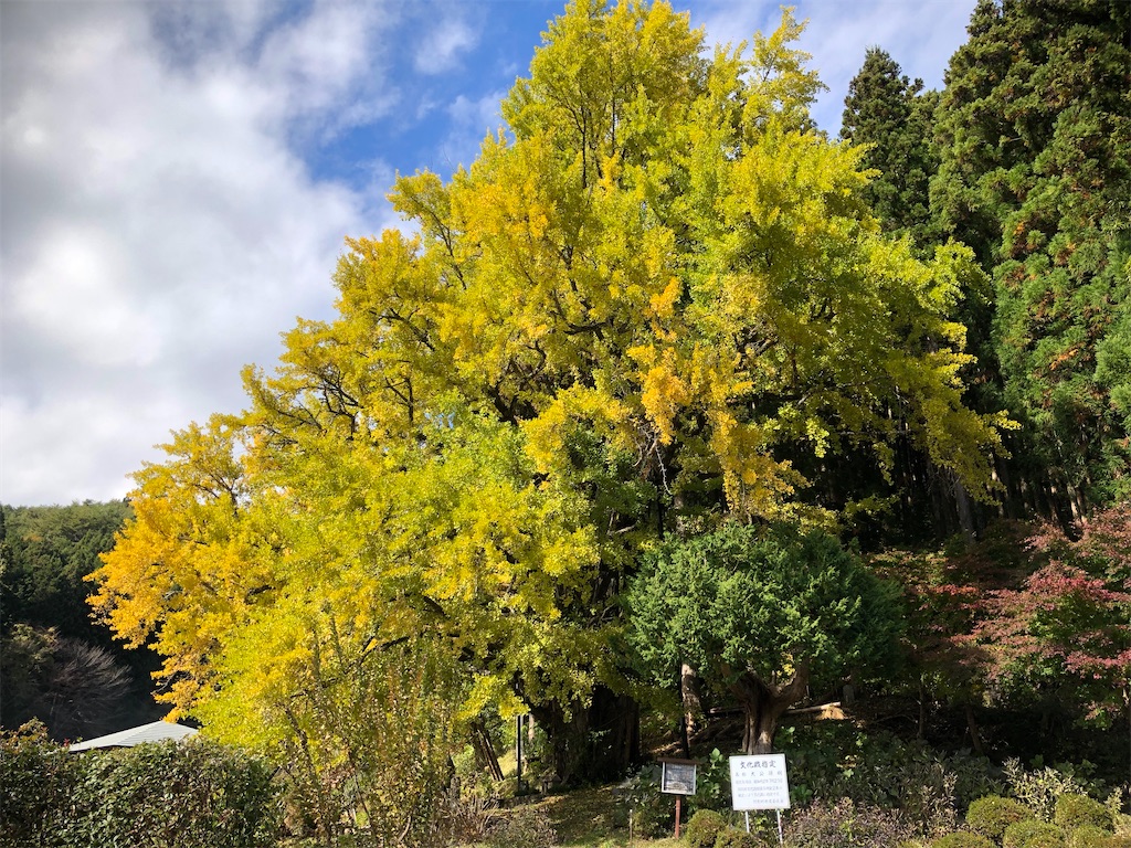 十九庵の大銀杏