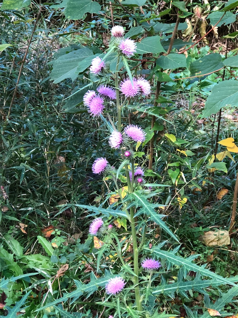 たくさんの花房をつけたアザミ