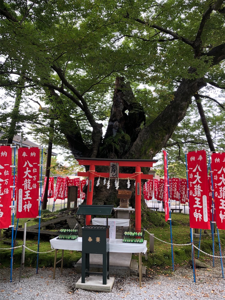 八大龍王の住むという龍神木。