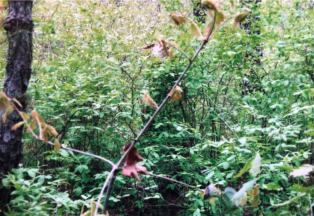 トラッカーとグランドファーザー。 - おきらくごくらく。