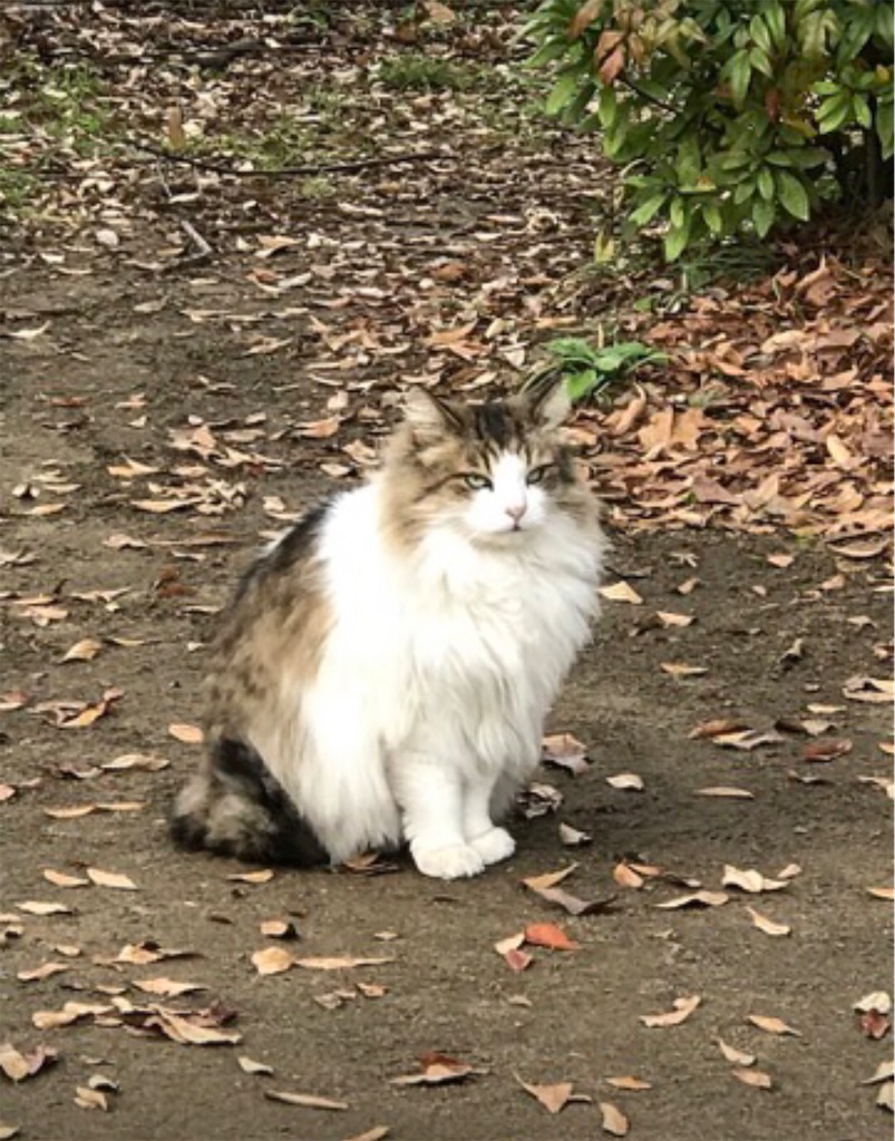 秋の公園に佇む猫。