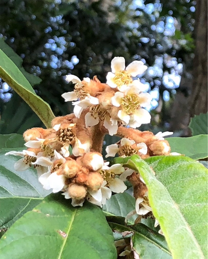 枇杷の花