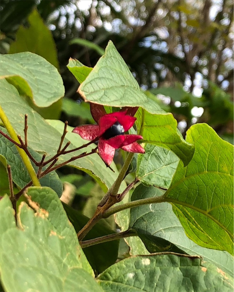 ゴンズイの花