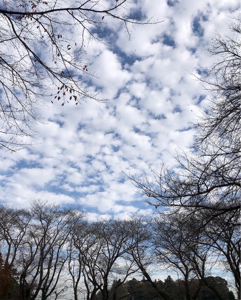 空はうろこ雲。