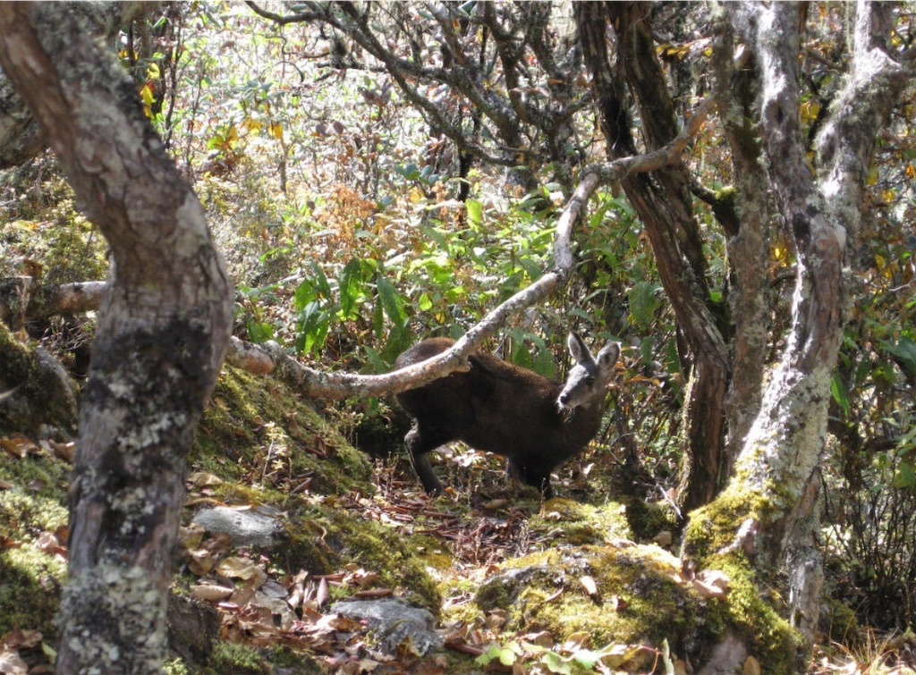 MuskDeer Nepal