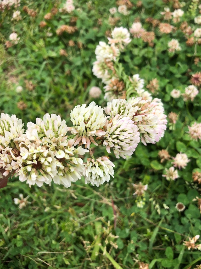 シロツメクサの花輪