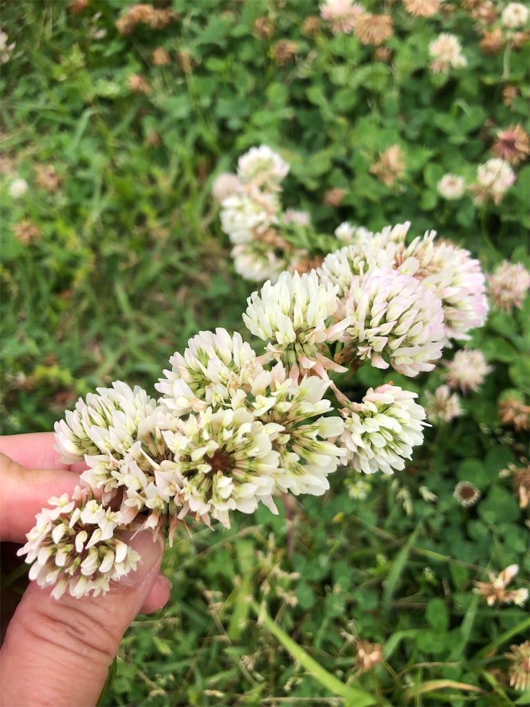 シロツメクサの花輪