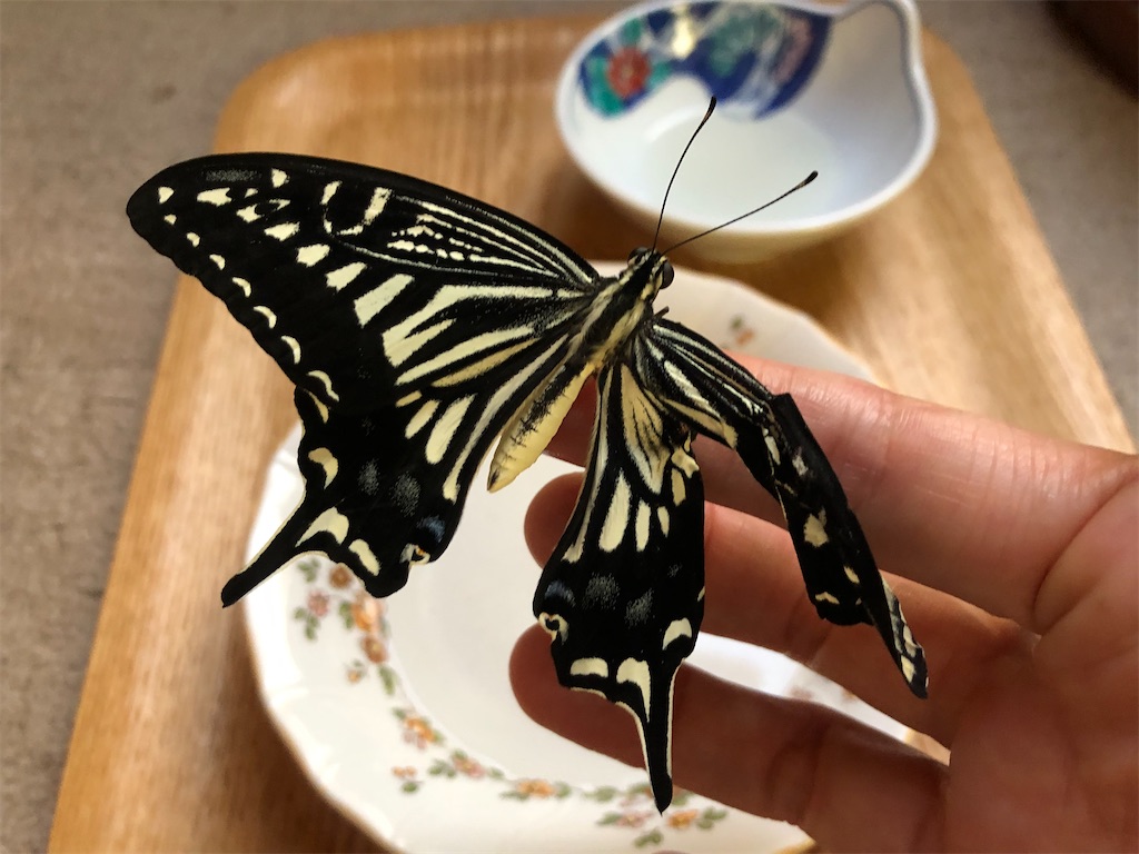 片羽の変形したアゲハ蝶