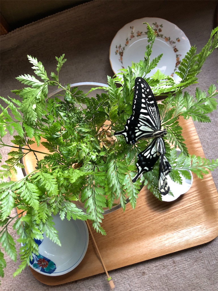 片羽の変形したアゲハ蝶