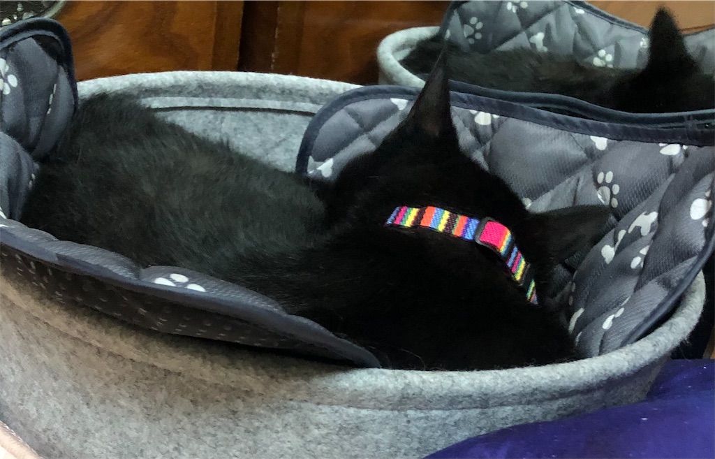 黒猫脱走兵