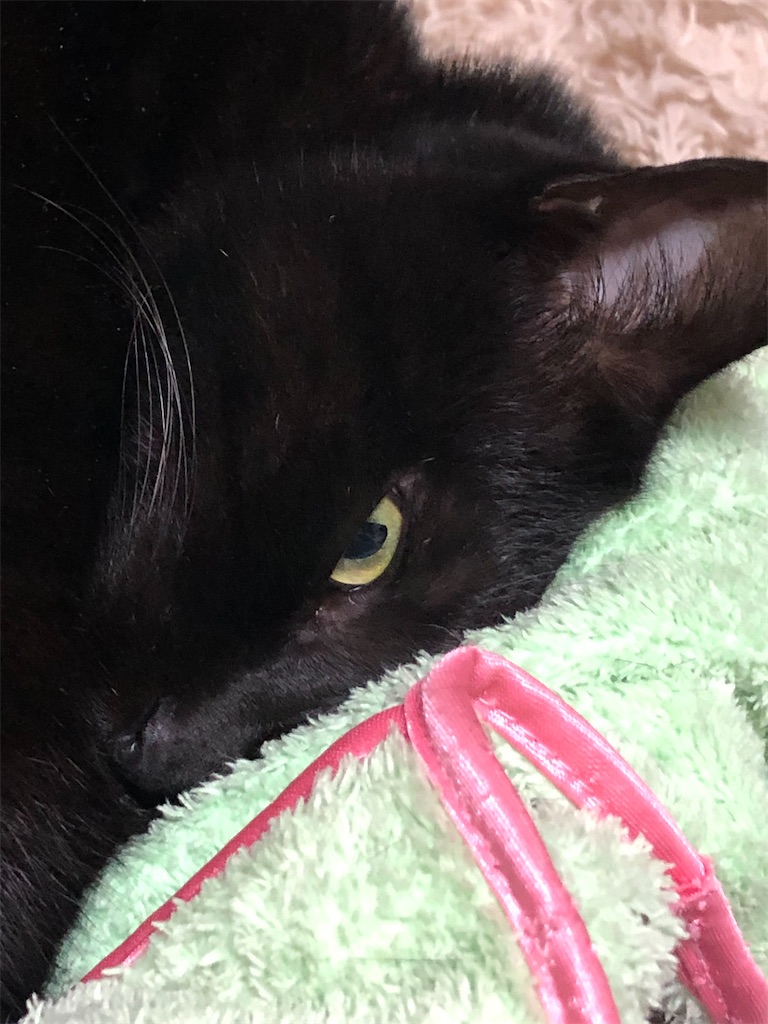 怖い黒猫