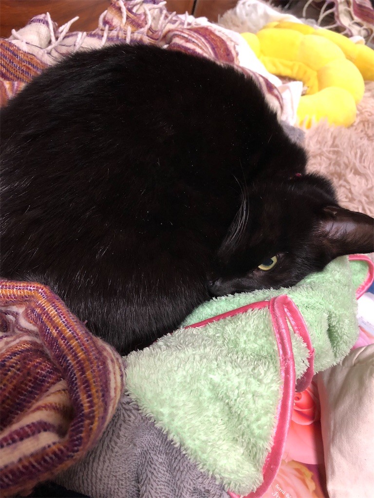 黒猫の目つきが怖い