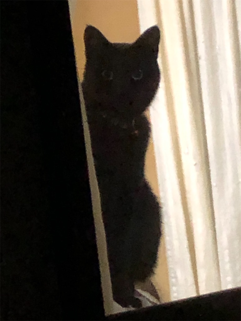 黒猫の門番