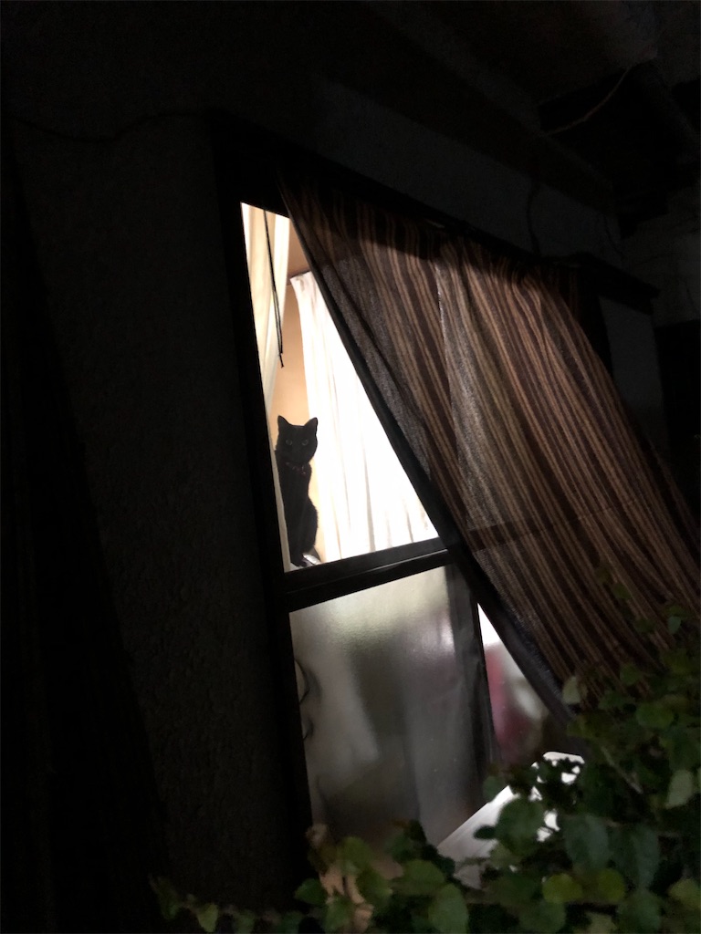 じっとこちらを見る影。