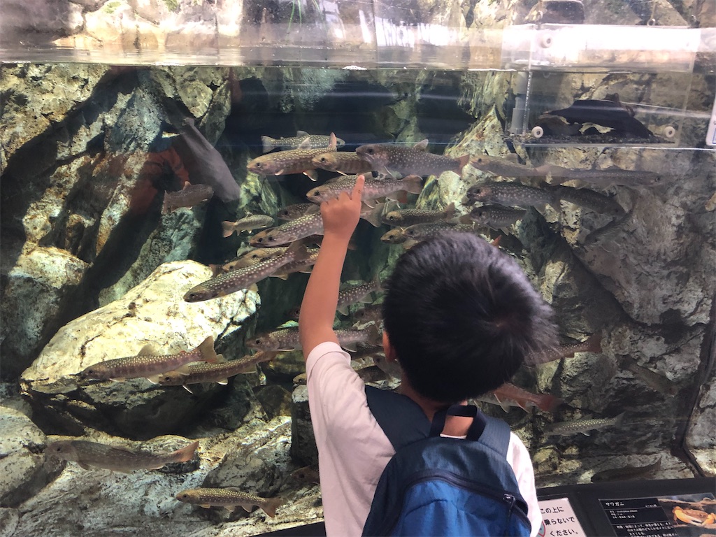 ヤマメやイワナの生体展示