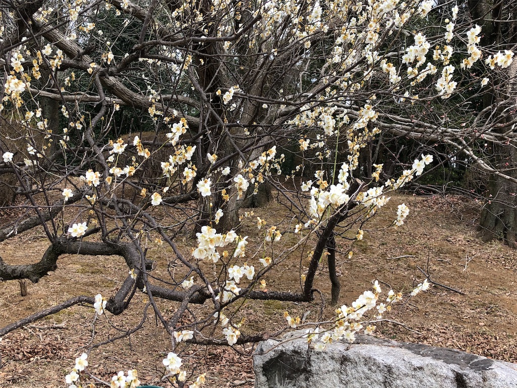 白梅