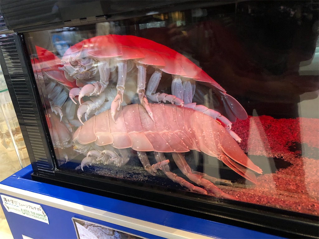 ダイオウグソクムシ