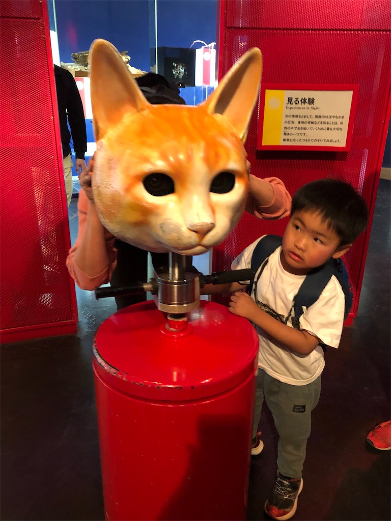 猫の視野体験