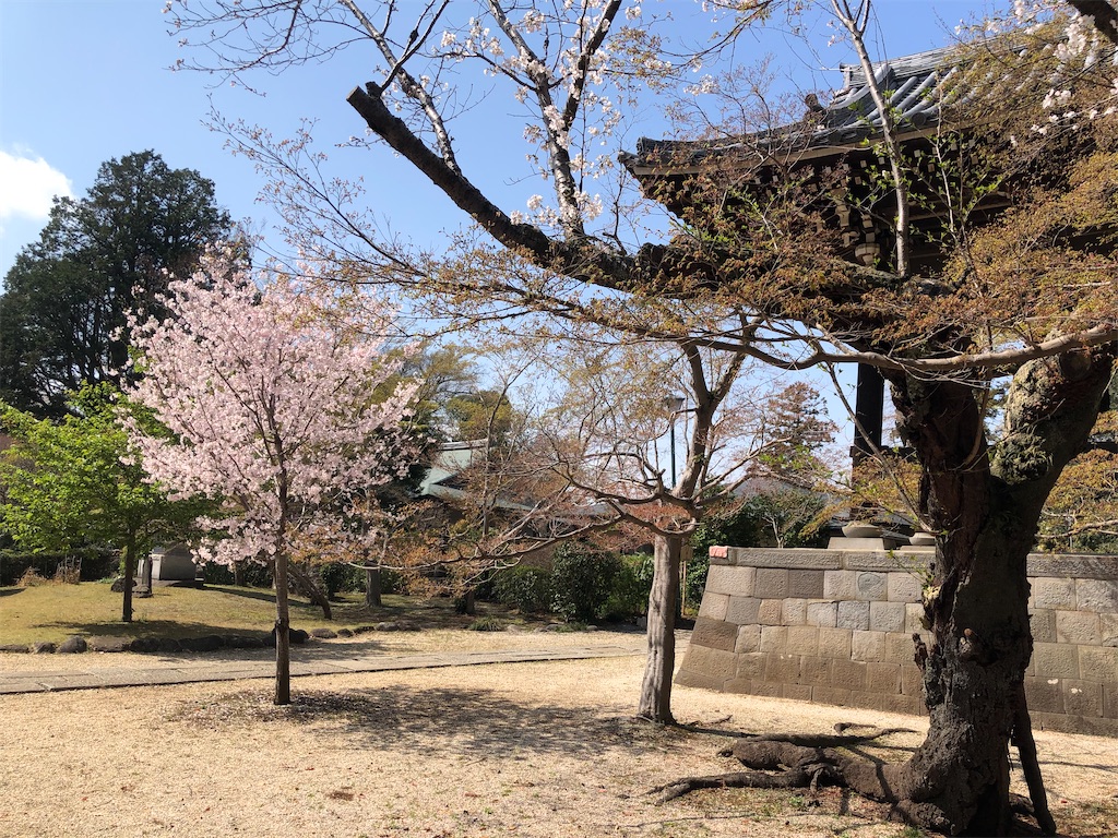 秘密のお花見