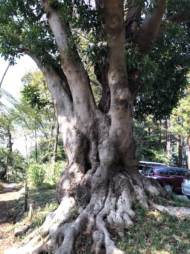 秘密のお花見