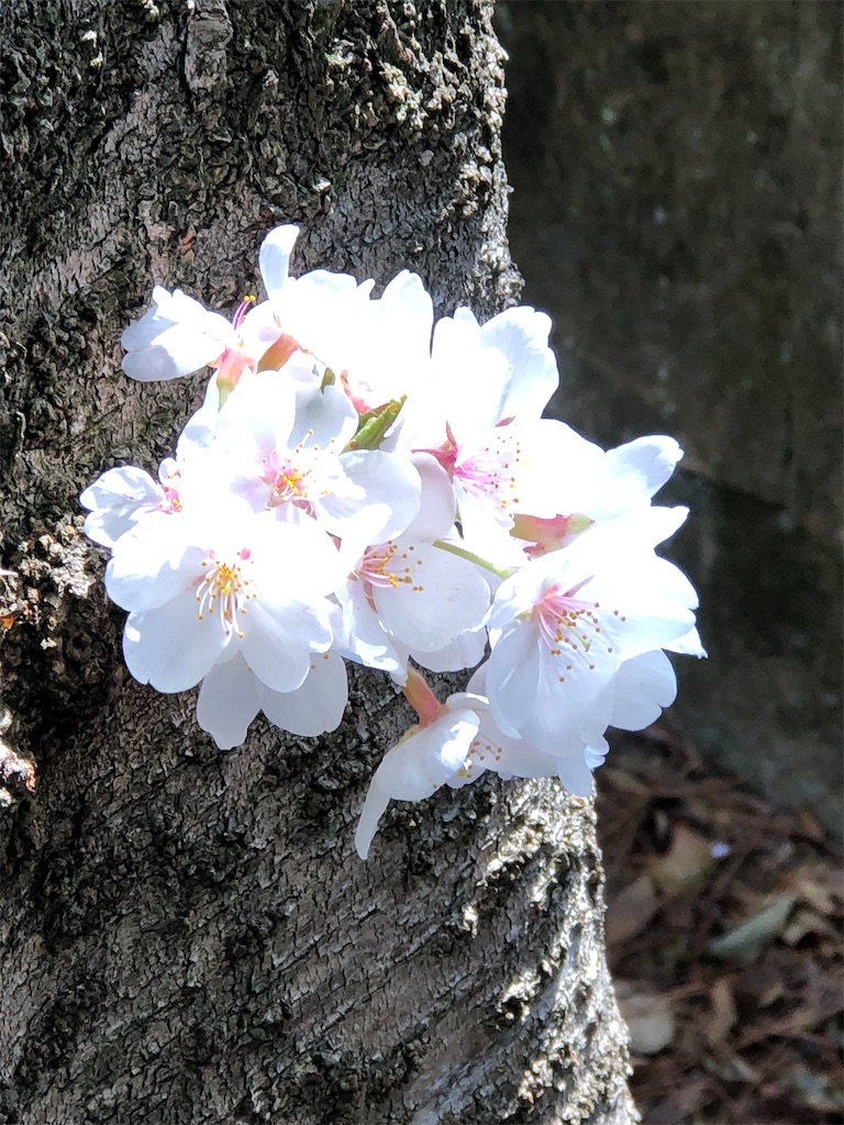 秘密のお花見