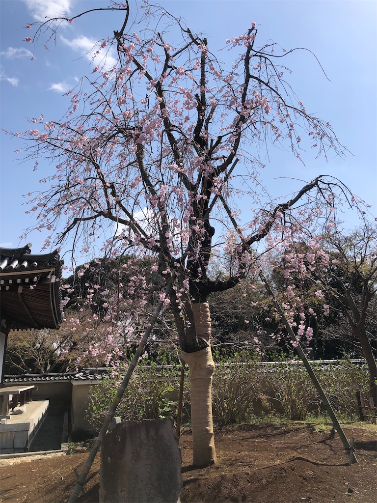 秘密のお花見