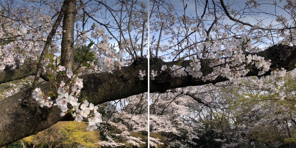 秘密のお花見