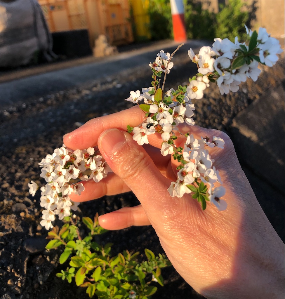 可愛い白い花
