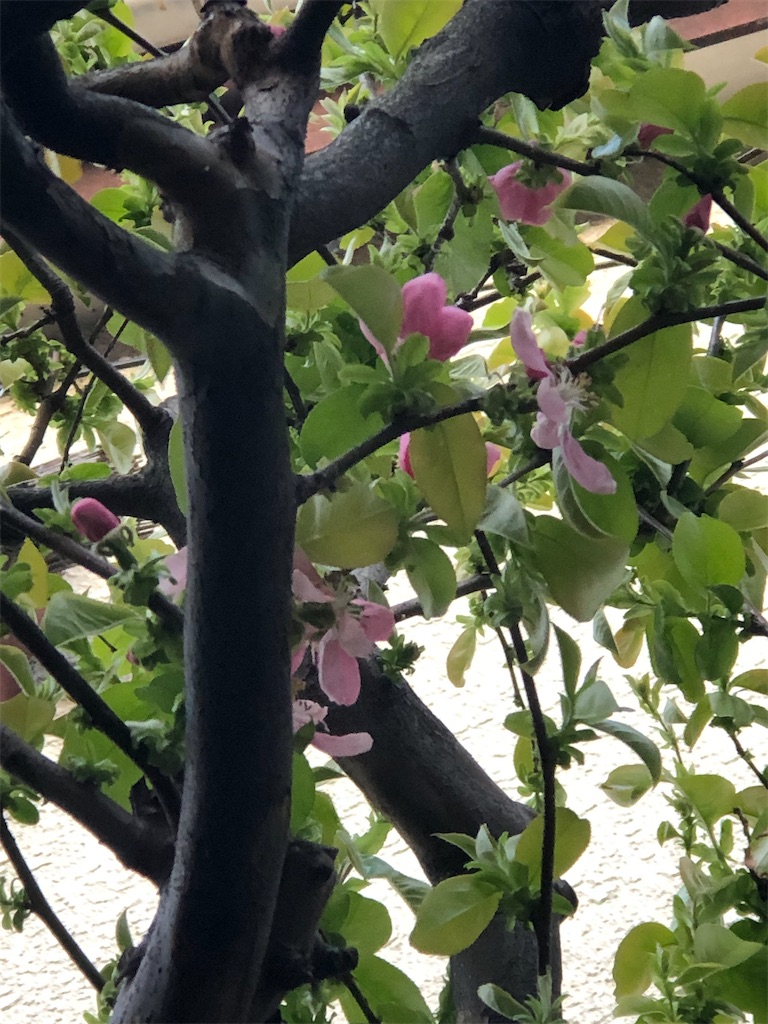 カリンの花