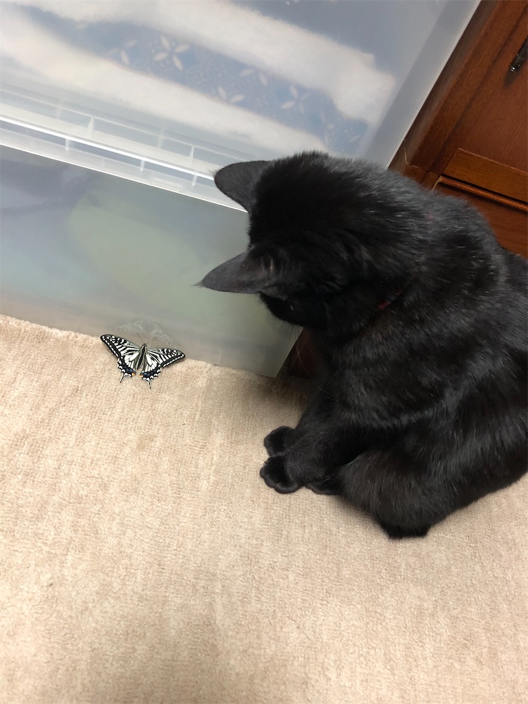黒猫とアゲハ蝶