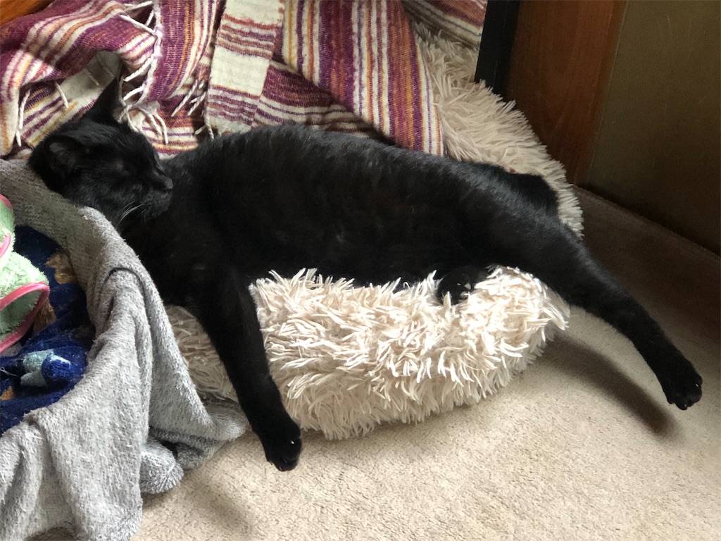 黒猫ゴウラン
