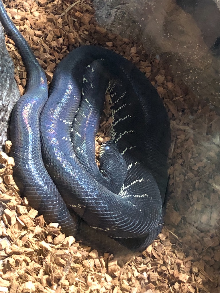 虹色に輝くニシキヘビ。