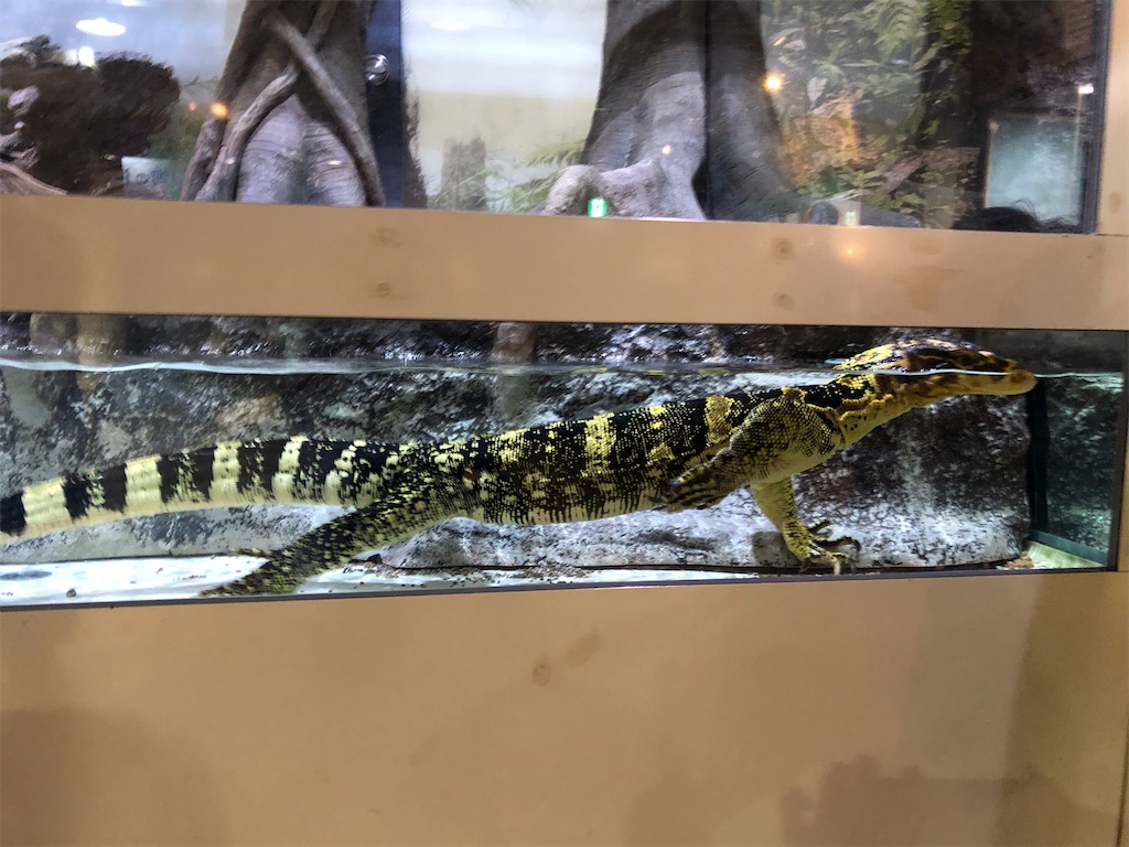 オオトカゲ