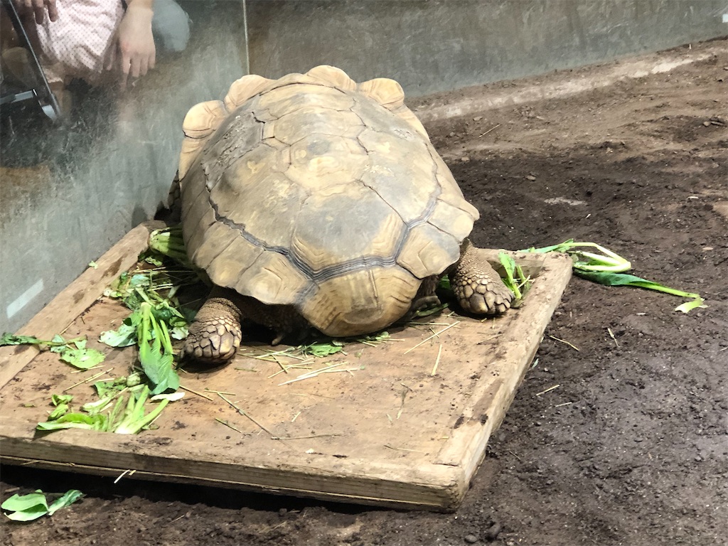 巨大なゾウガメ