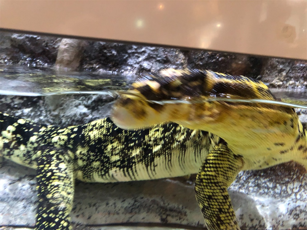 オオトカゲ