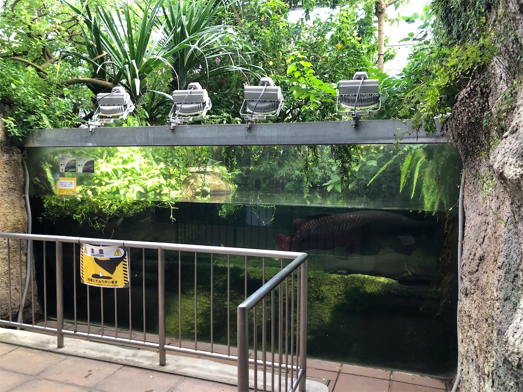 ピラルクー大水槽