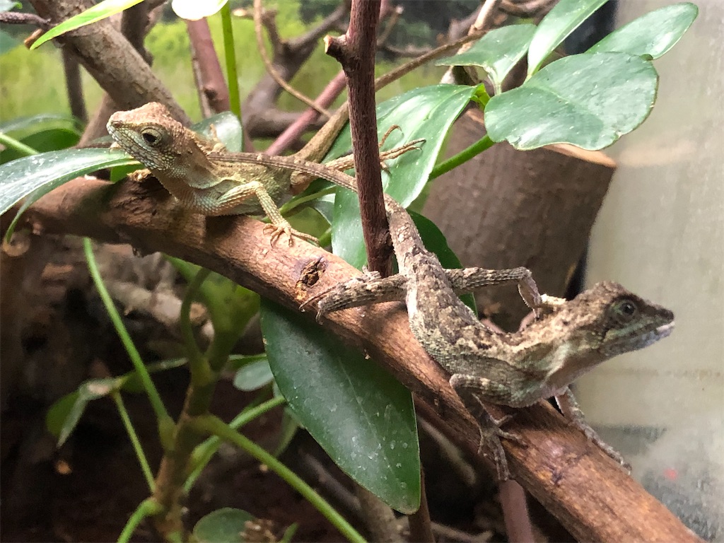 サキシマキノボリトカゲ